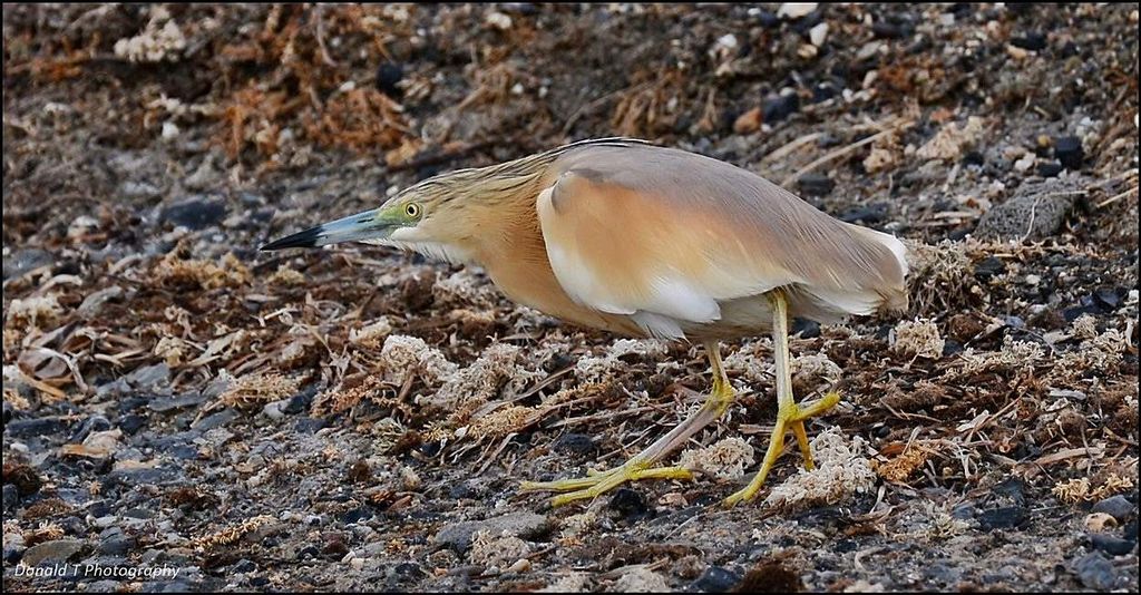 Squacco Heron