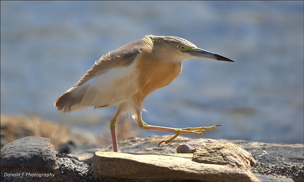 Squacco Heron