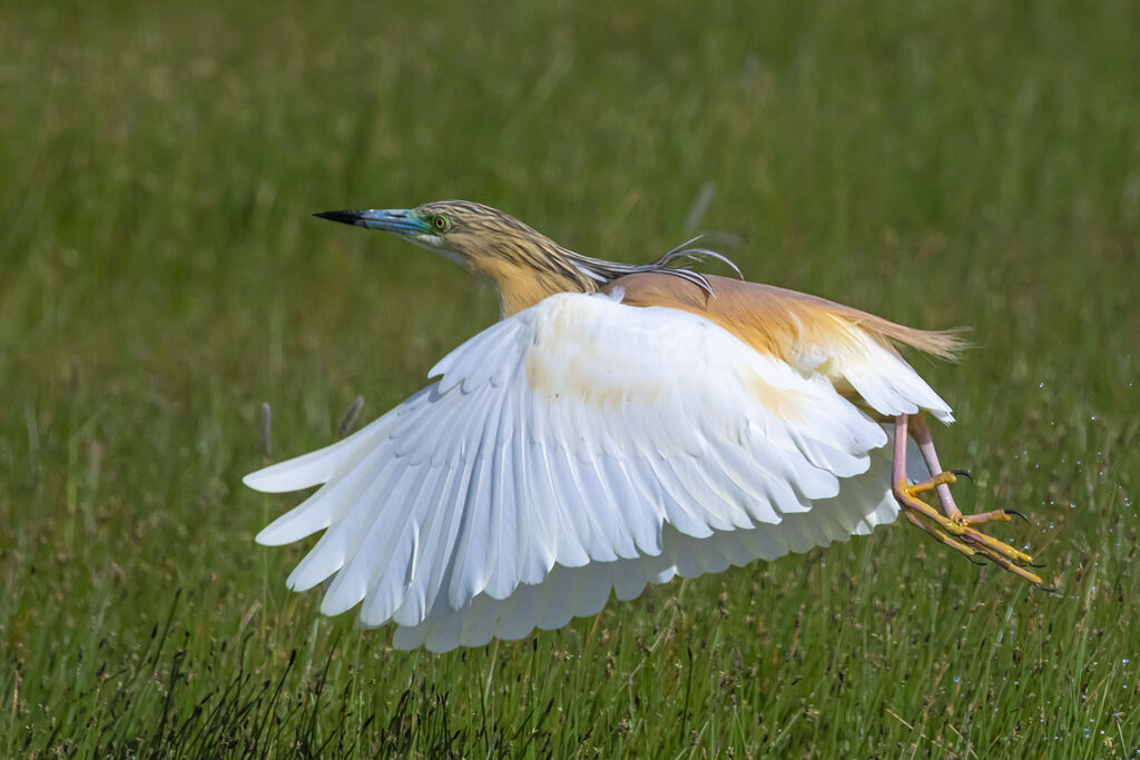 Squacco Heron