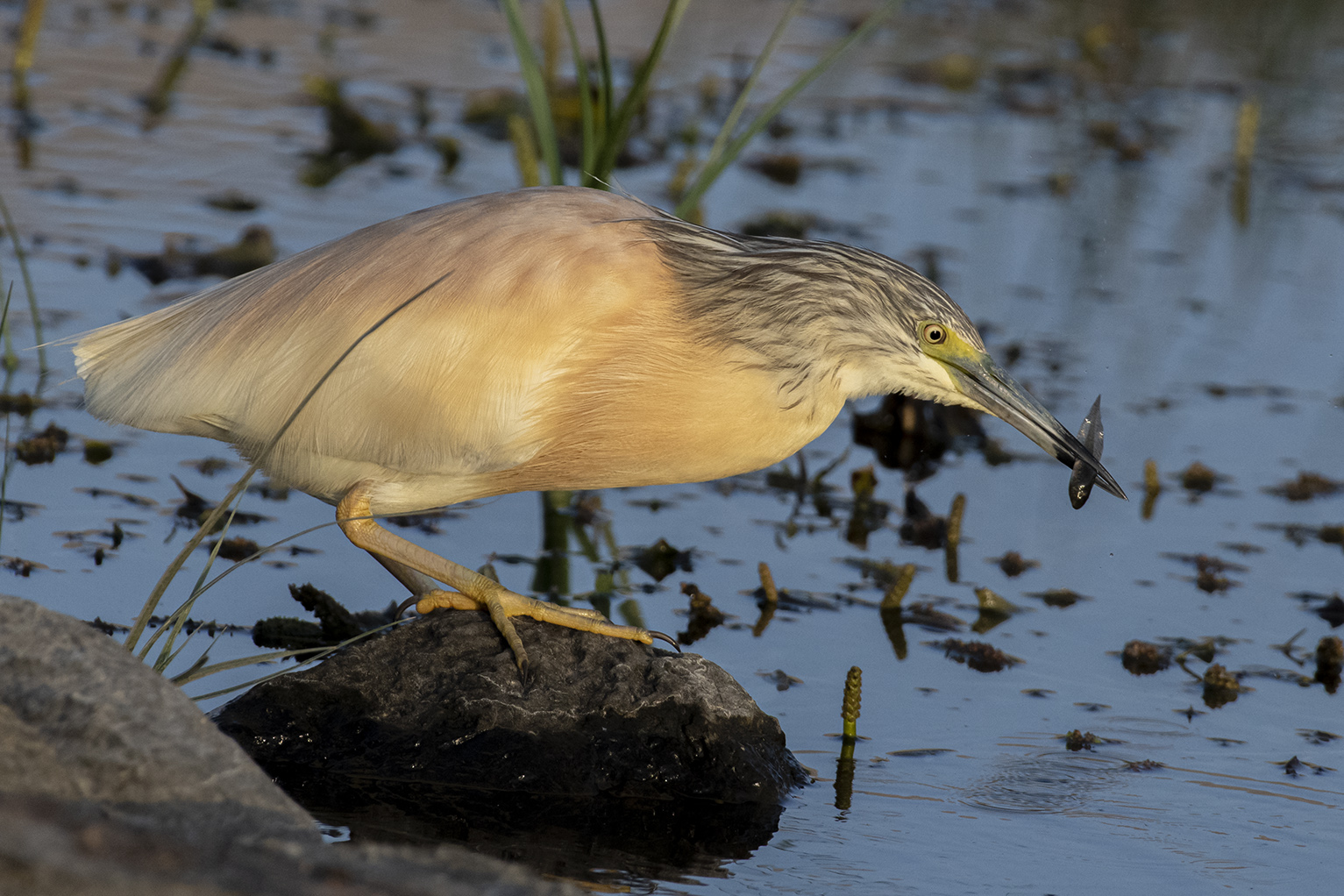 Squacco Heron