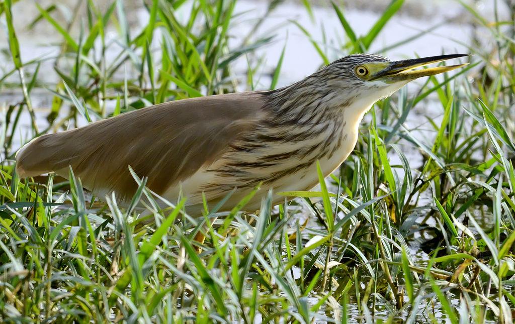 Squaco Heron