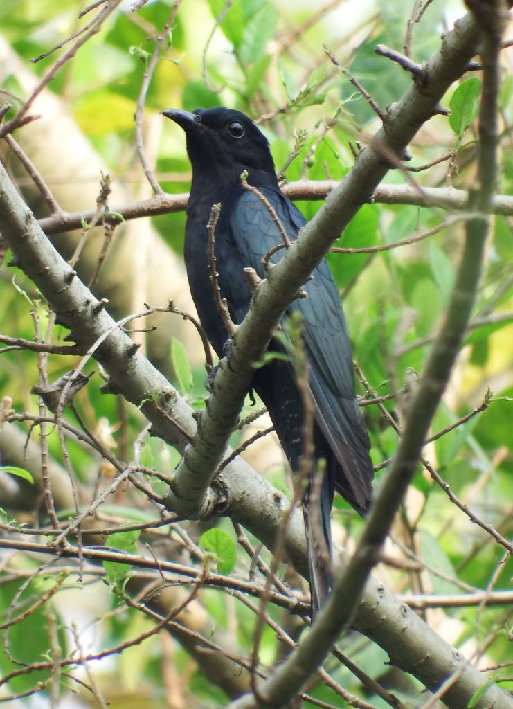 Square-tailed Drongo Cuckoo