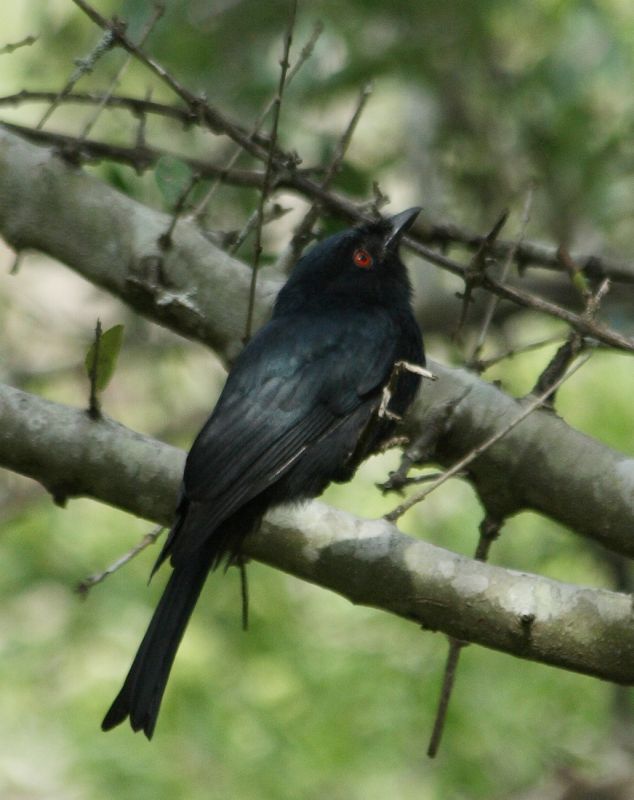 Square-tailed Drongo