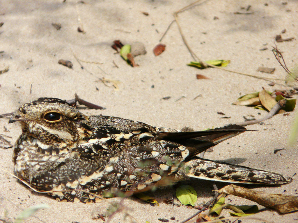 square-tailed nightjar