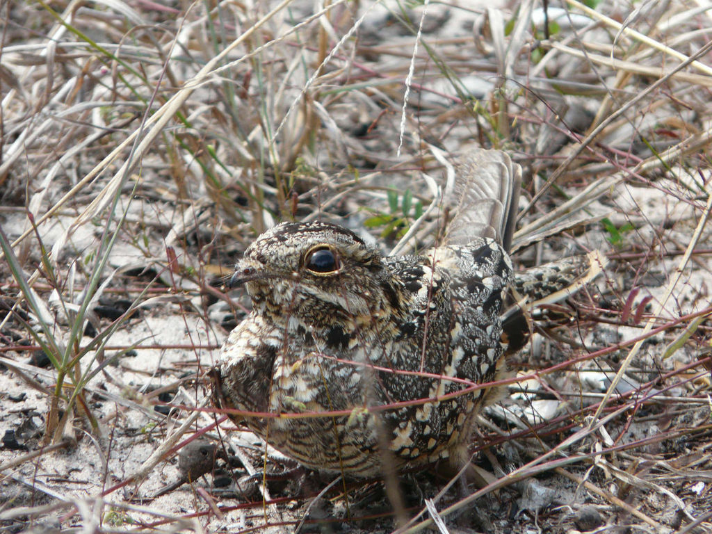 square-tailed nightjar