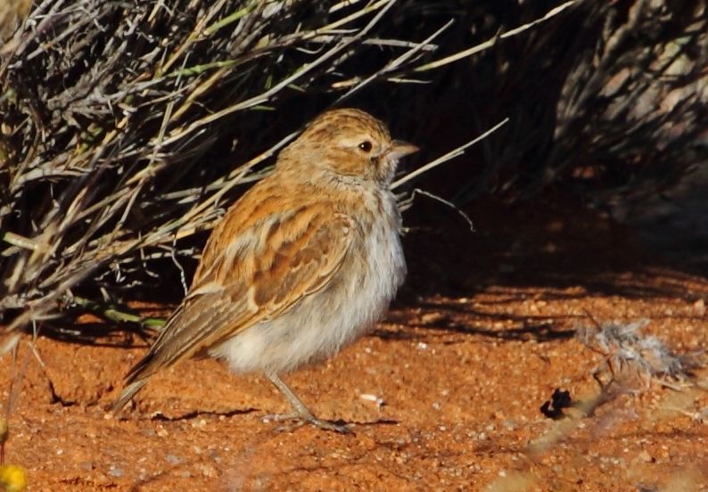 Stark's Lark