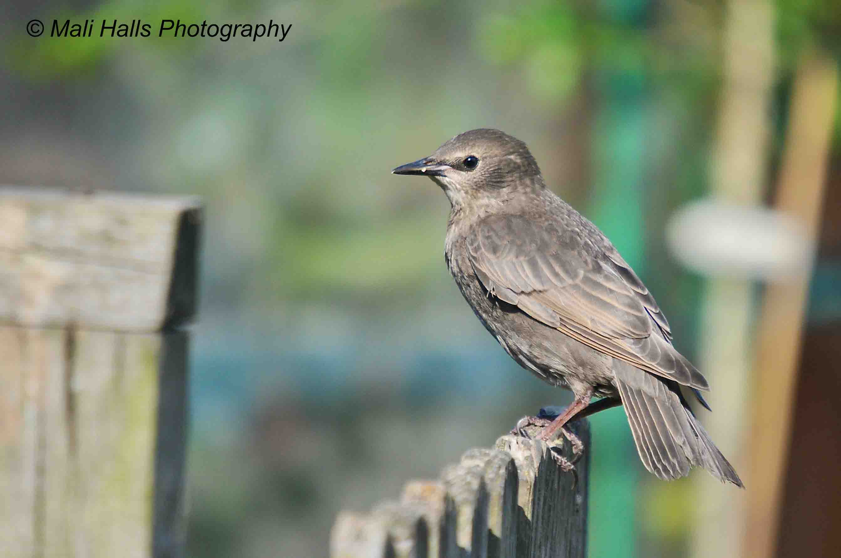 Starling 0858.jpg