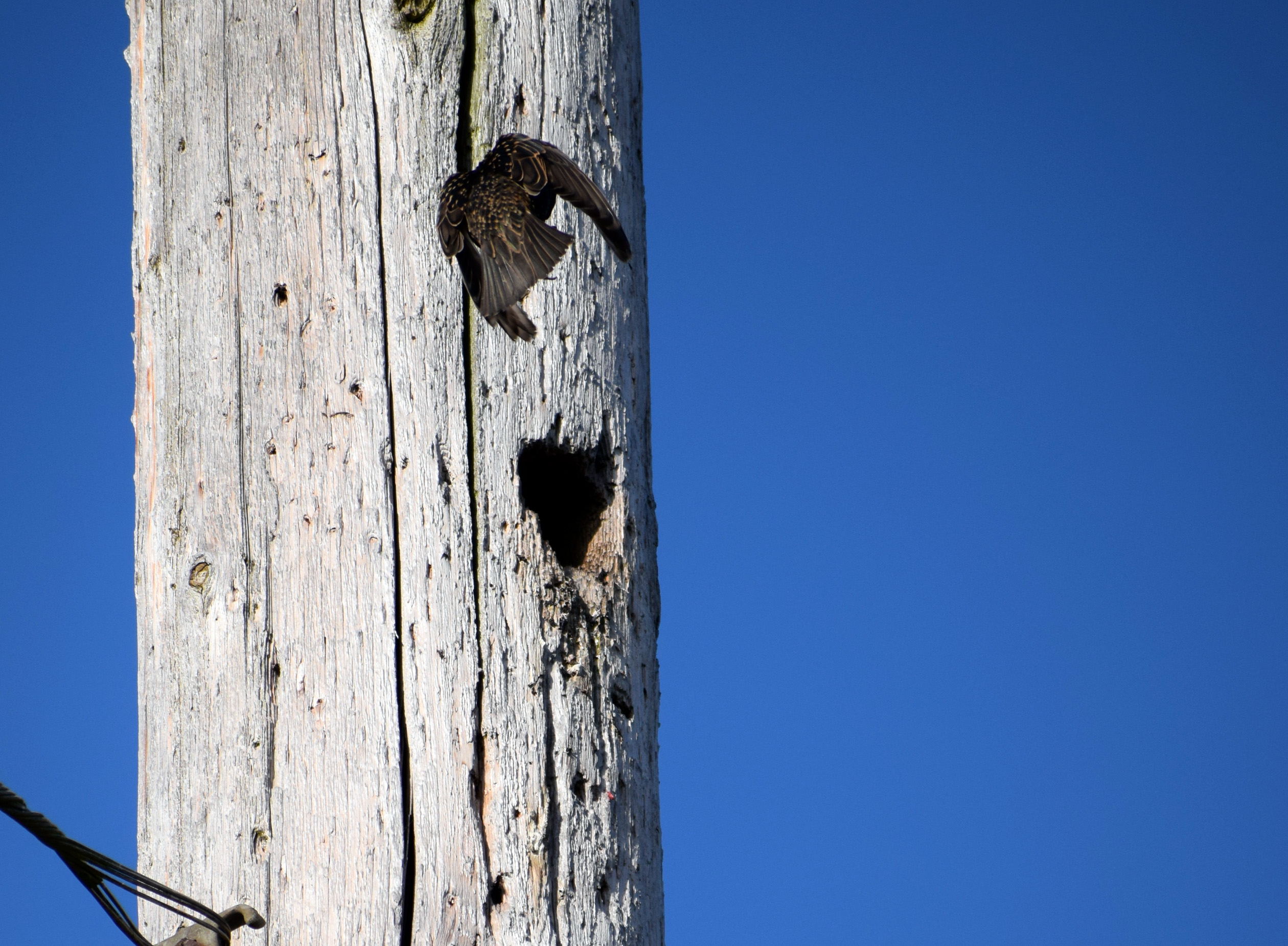 Starling braking to enter nesting cavity