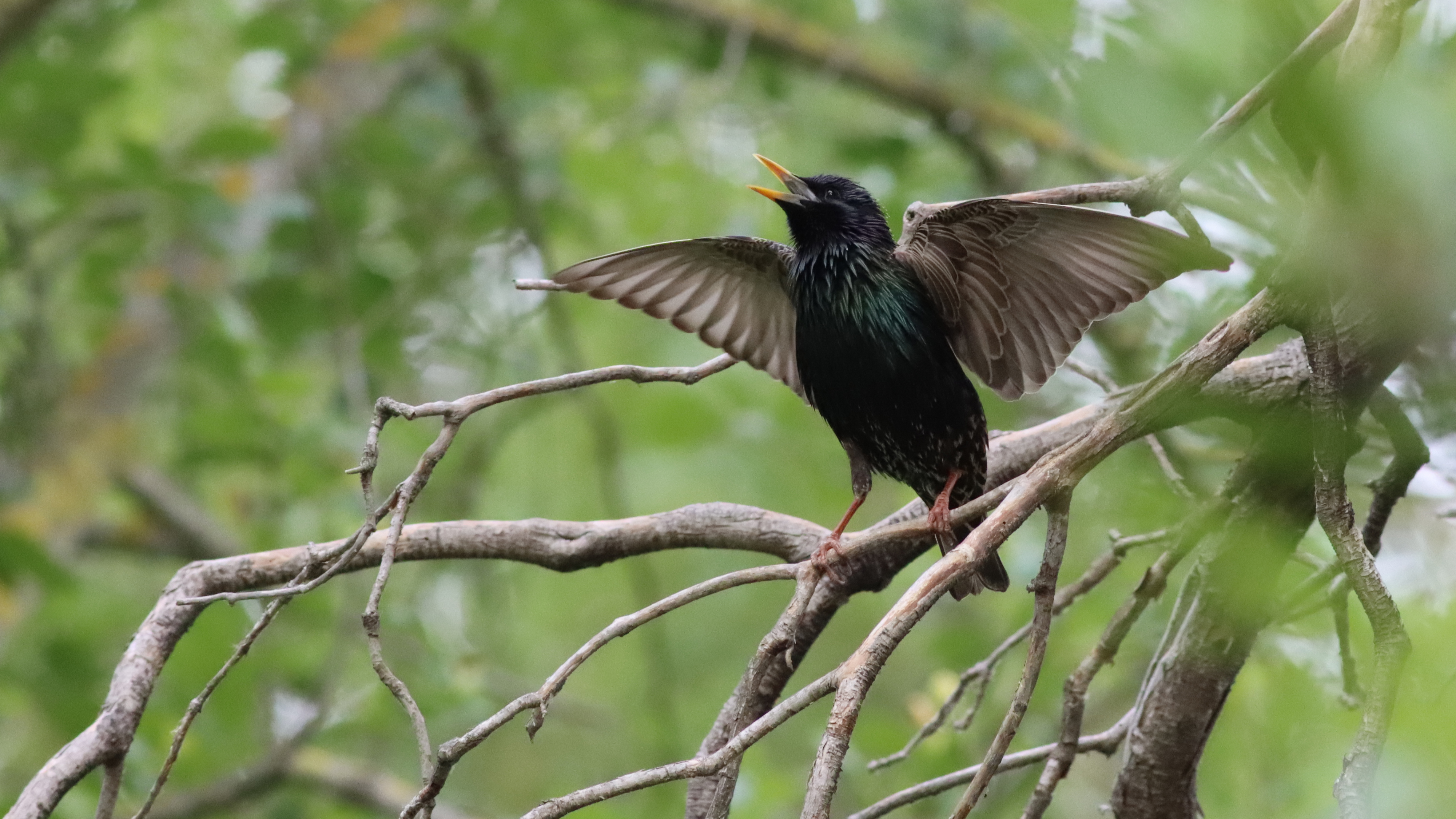 starling display