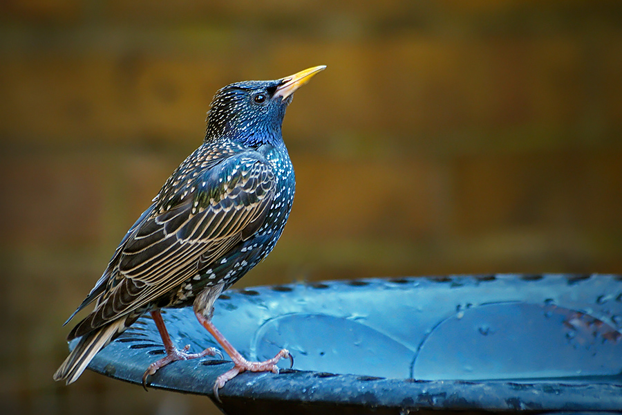 Starling - female