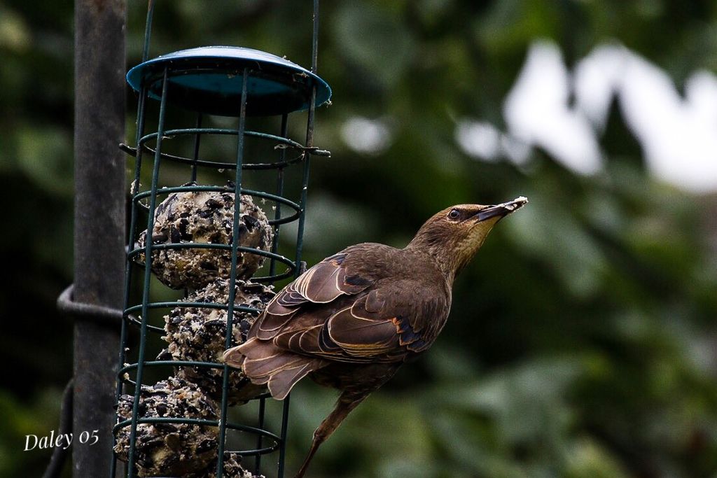 Starling filling his mouth as usuall