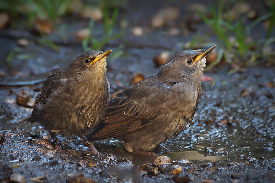 Starling Fledglings