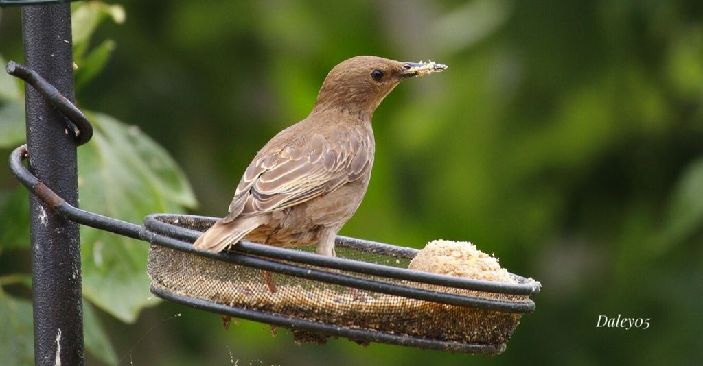 Starling got some food