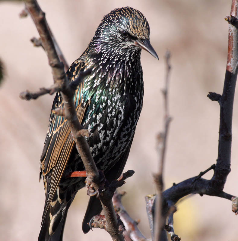 Starling on a branch in the sun
