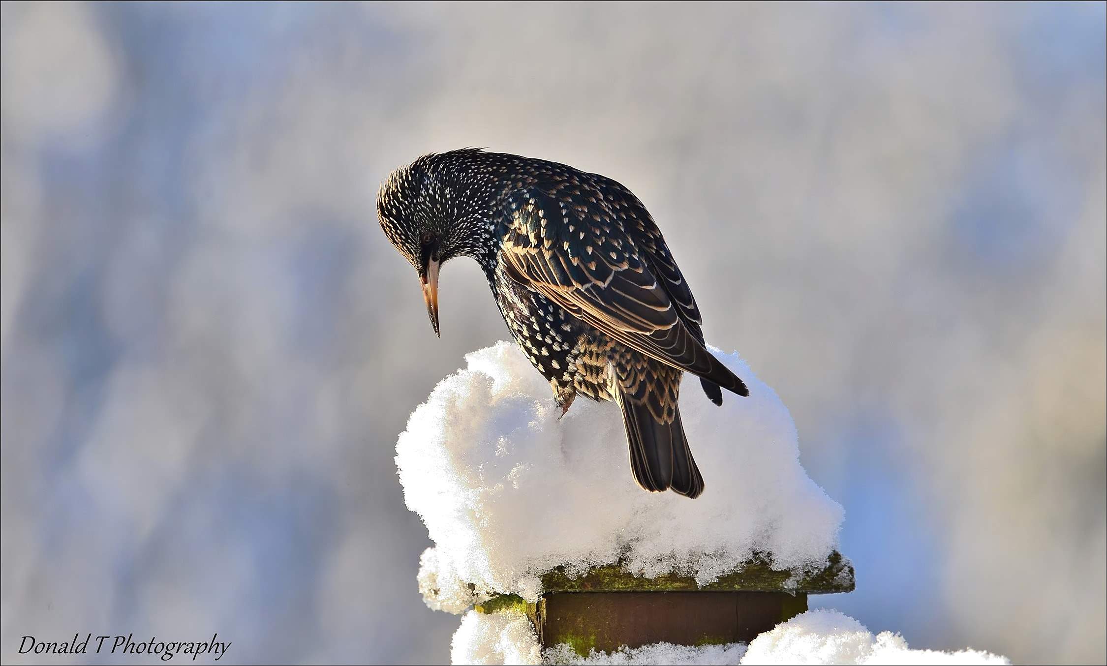 Starling on our Snow covered Fence.