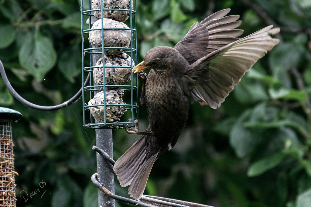 Starling pic 3