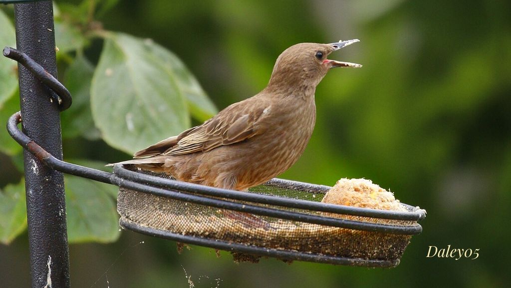 Starling shouting for some food