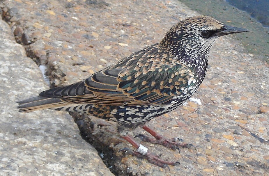 Starling