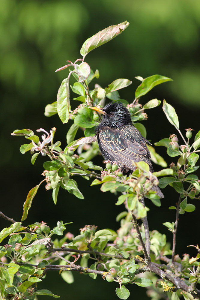 Starling