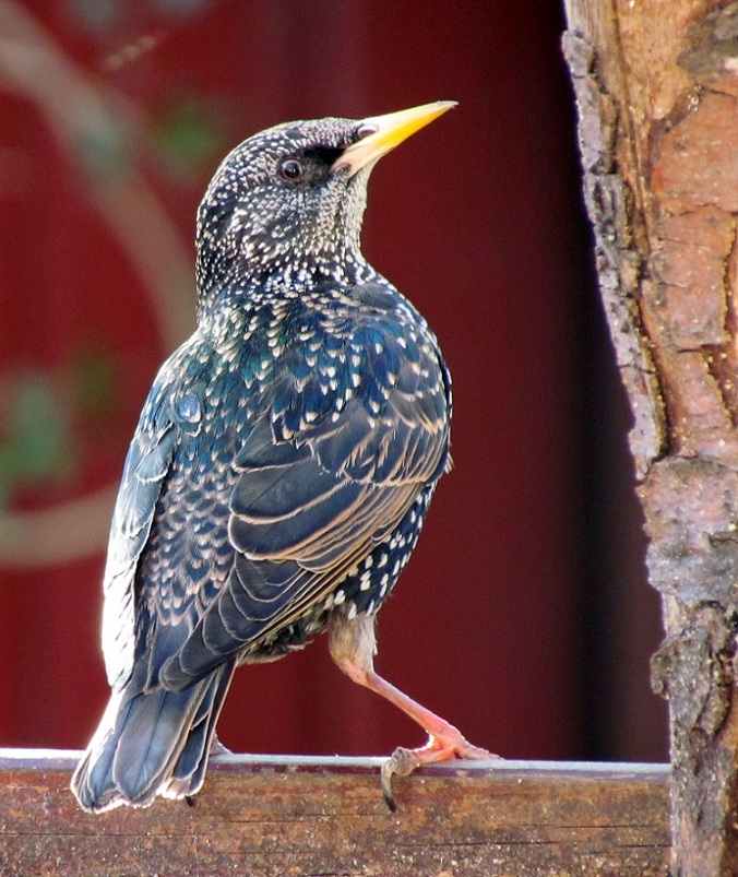 starling