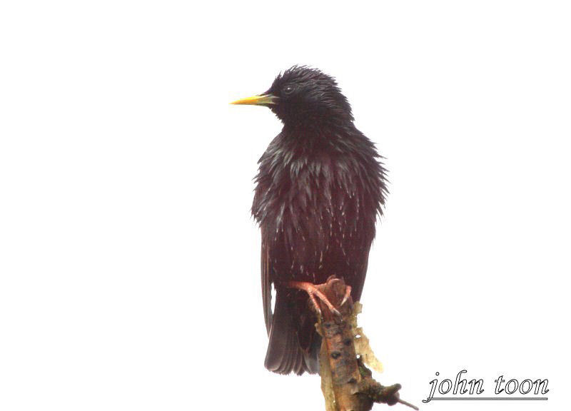 starling