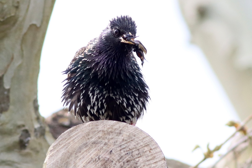 starling