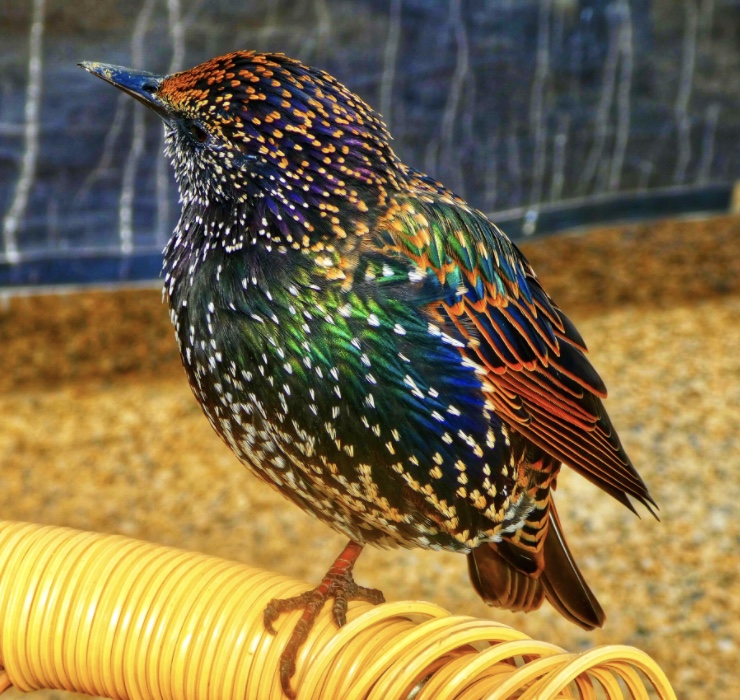 Starling