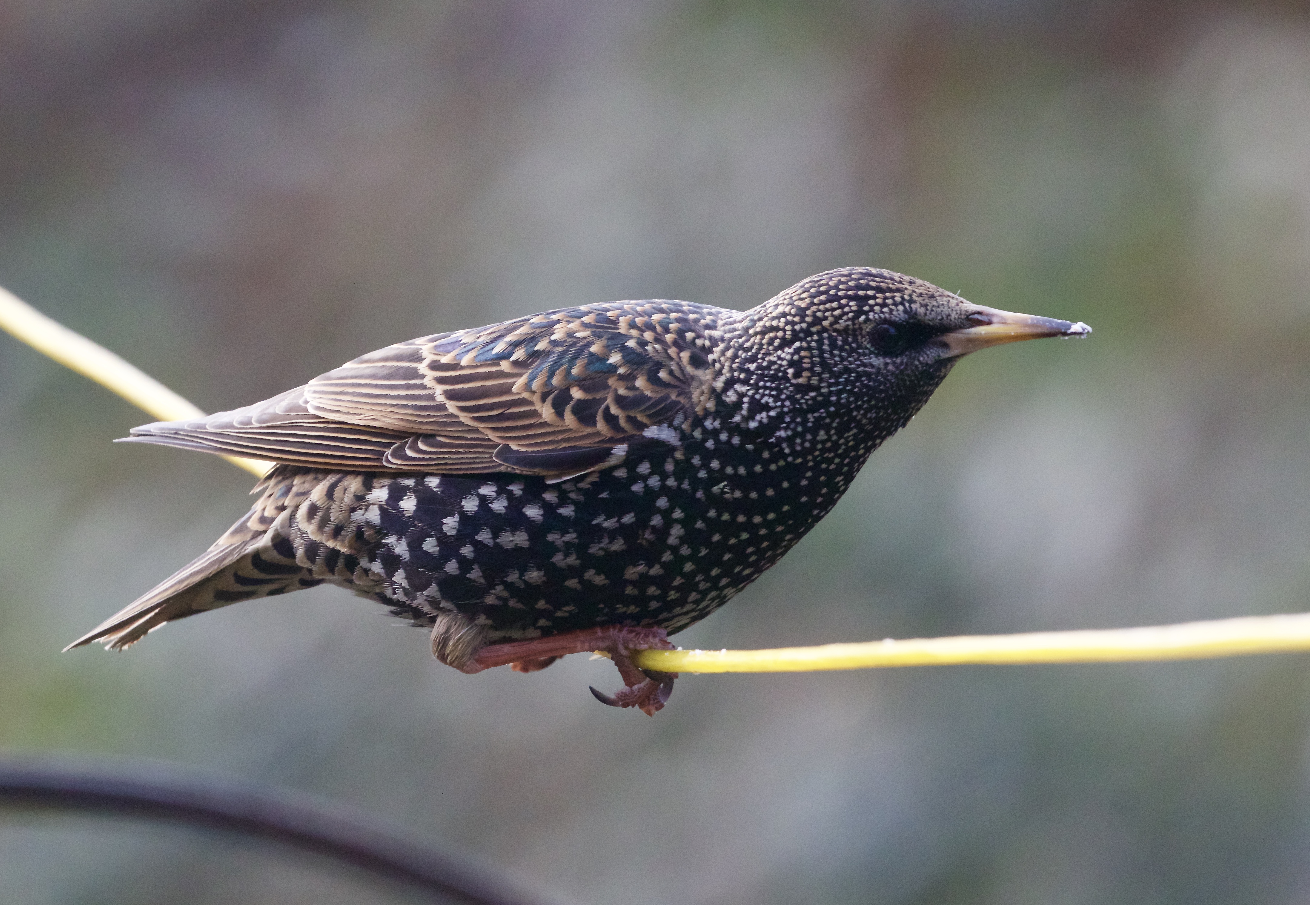 starling