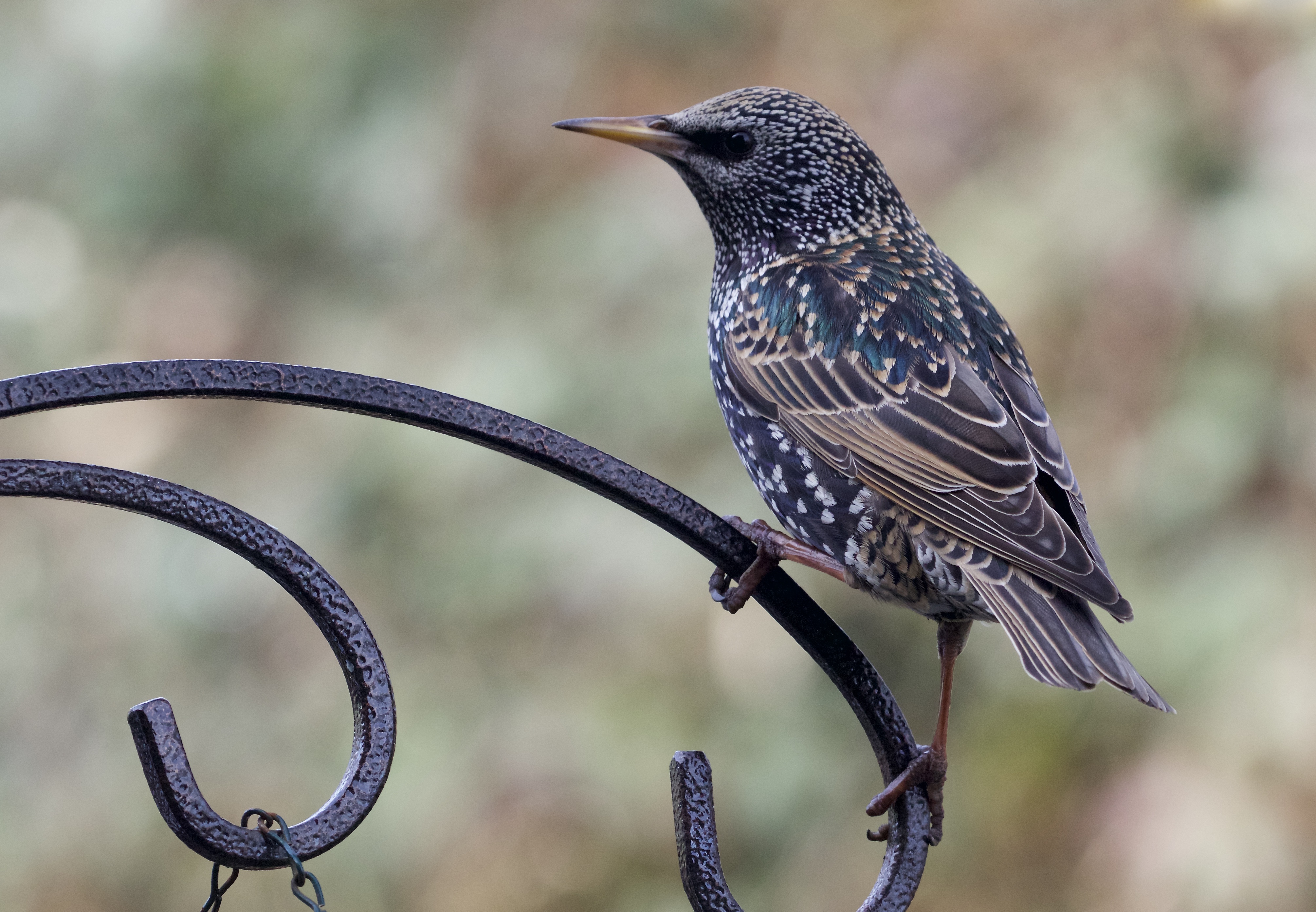 starling