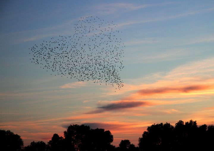 Starlings in heart formation