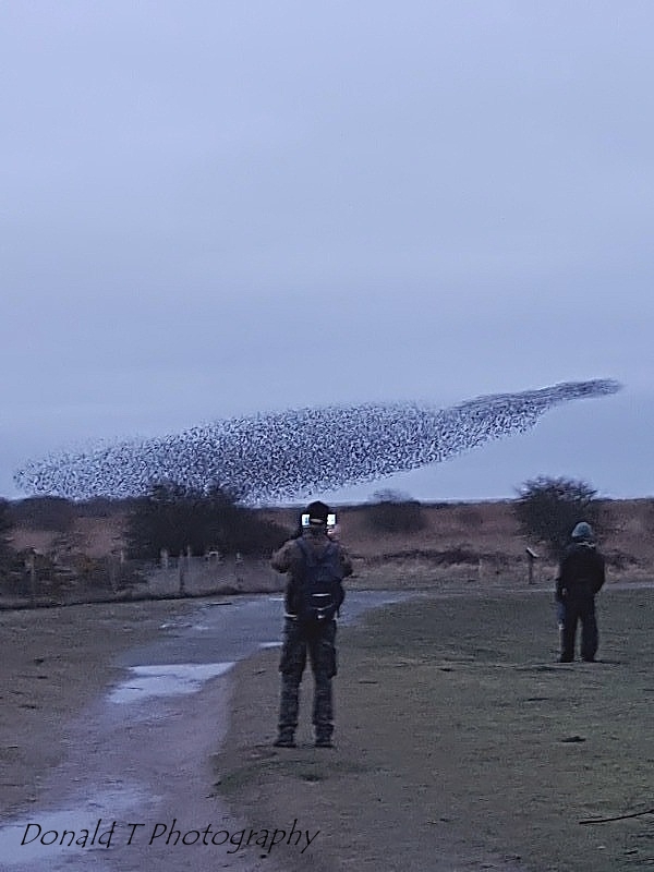 Starlings Murmuration at RSPB Minsmere.