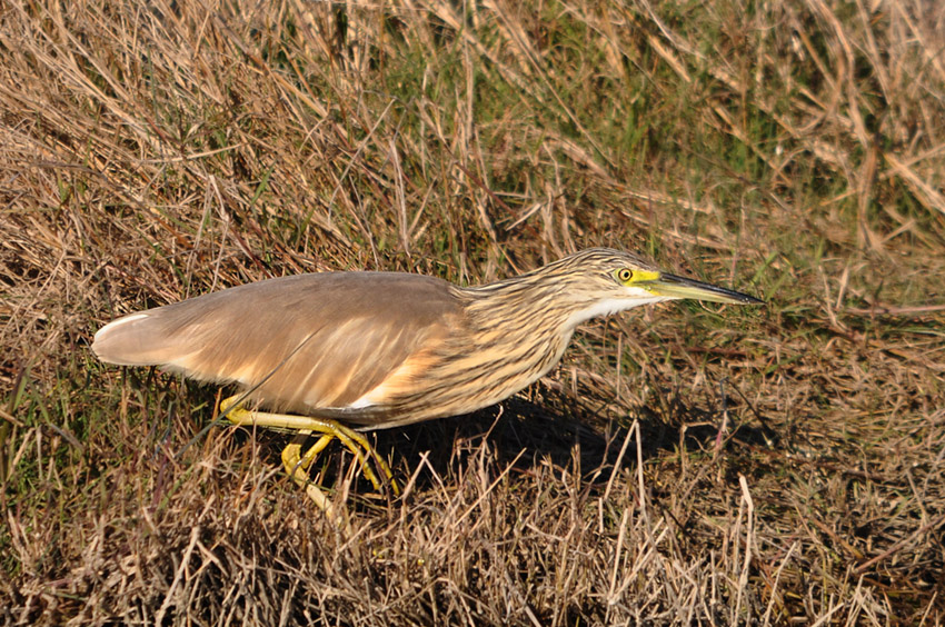 Stealthy squacco