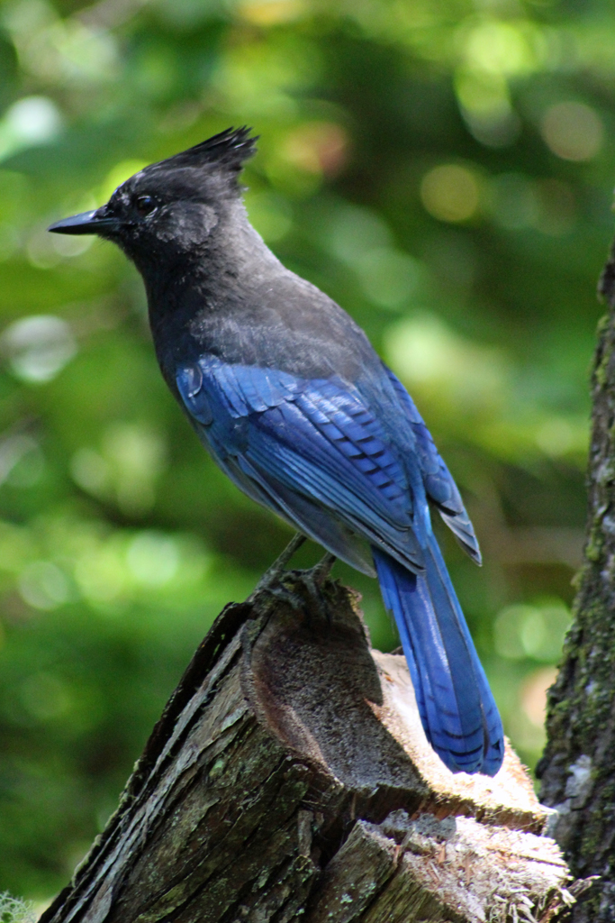 Stellar's Jay