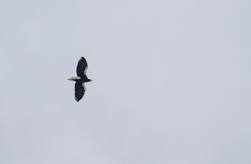 Stellar's Sea-eagle