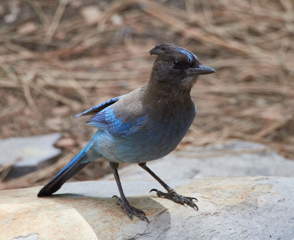 Steller Jay