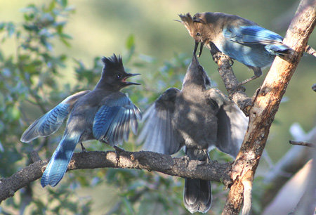 Steller's Jay Feeding Fledges