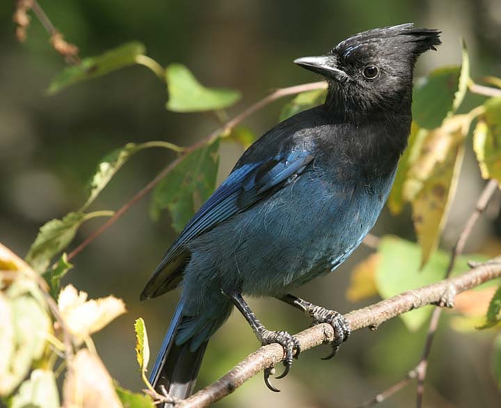 Steller's jay