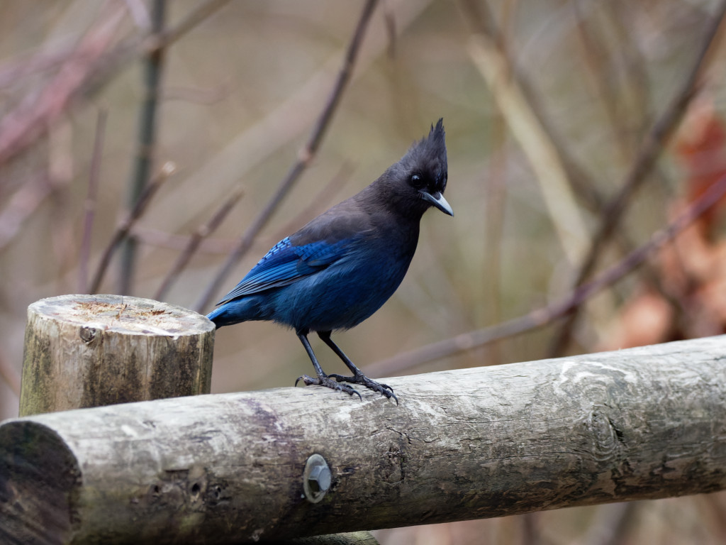 Steller's Jay