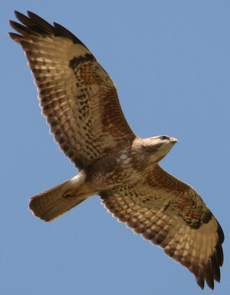 Steppe Buzzard en route