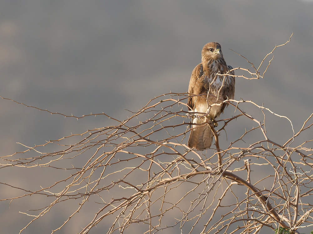 Steppe buzzard