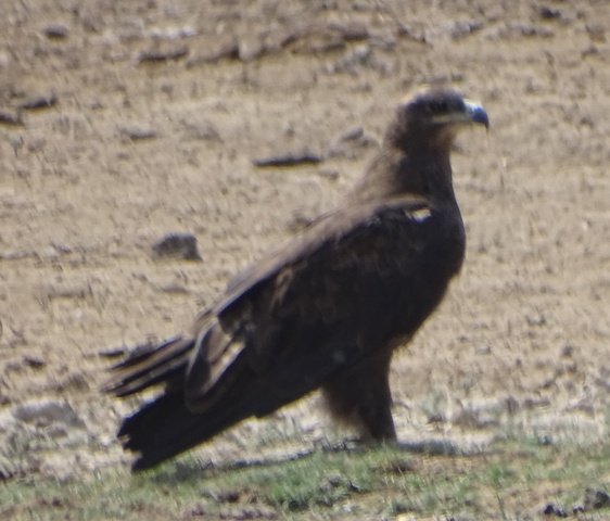 Steppe Eagle