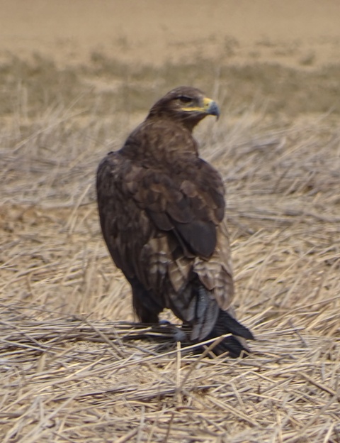 Steppe Eagle