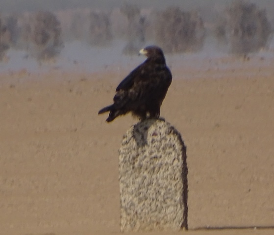 Steppe Eagle