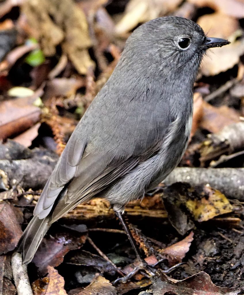 stewart island robin