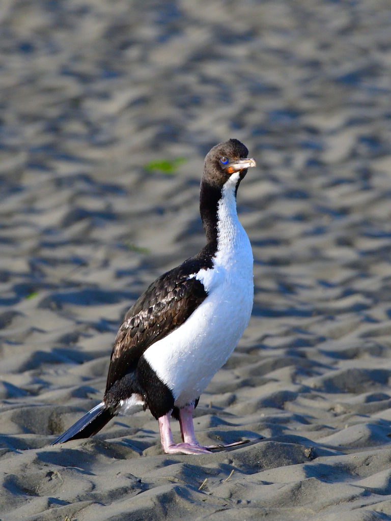 Stewart Island Shag