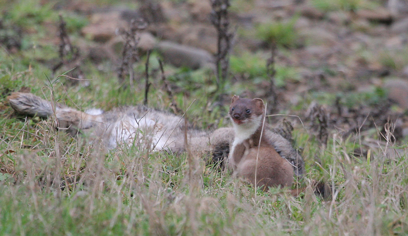 Stoat and kill