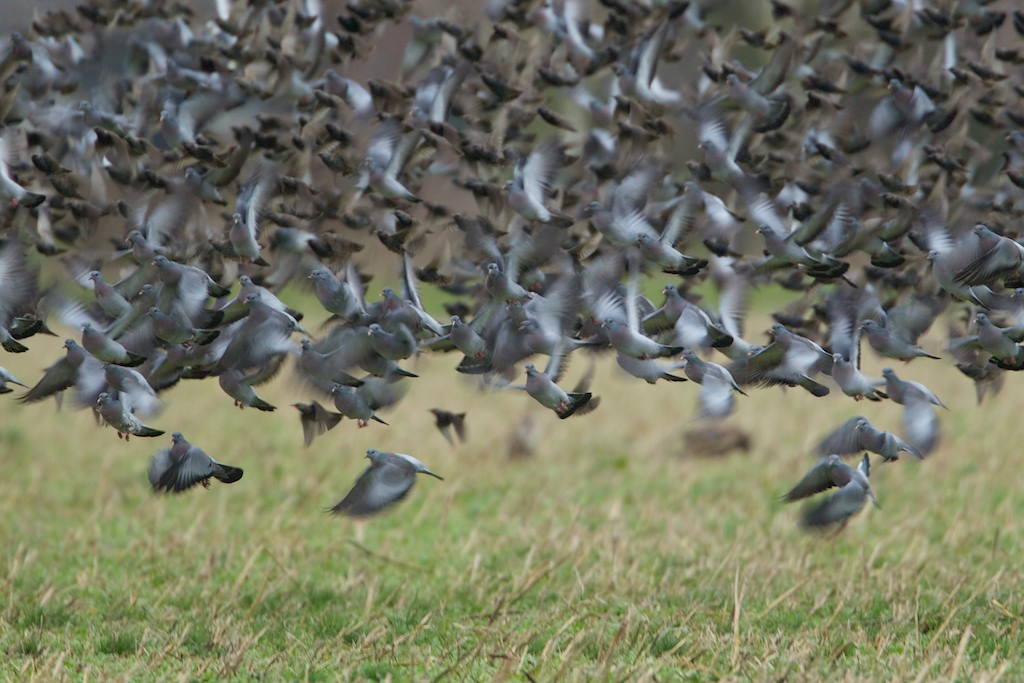 Stock Dove taking off