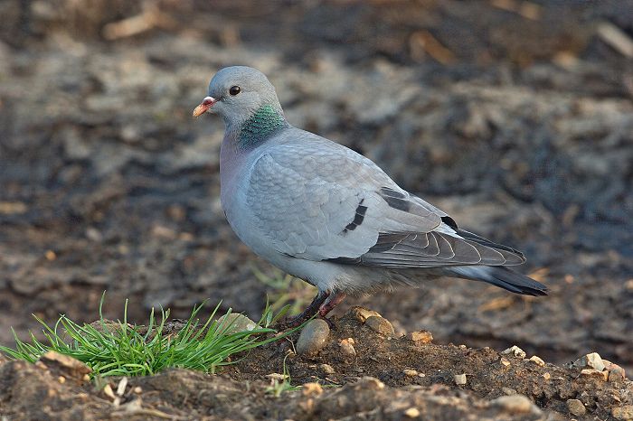 Stock Dove