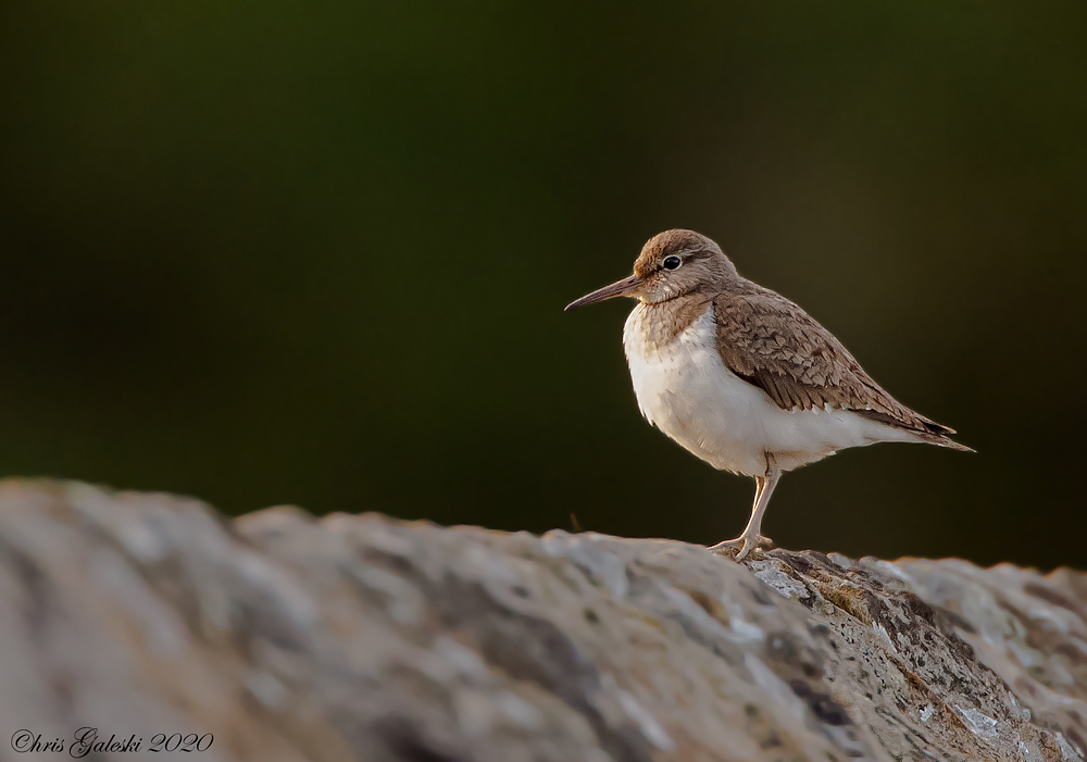 Stocks-Common-Sandpiper