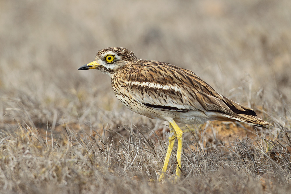 Stone-curlew